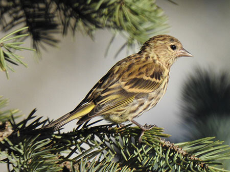 Bird pine siskin 5680069 1280