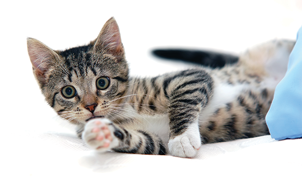 cat lying 600px