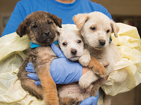20200325 PVAS Puppies