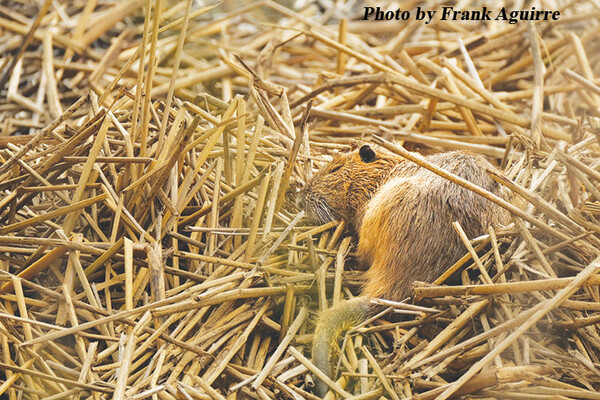 20220316 NATURE Nutria taking a siesta Santa Ana National