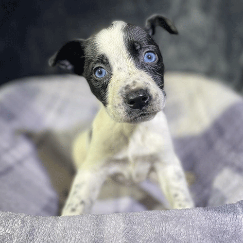 20230104 PVASPuppy web