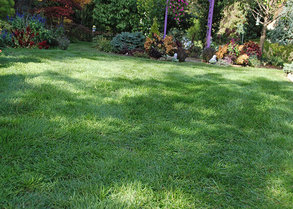 Healthy lawn image MelindaMyersLLC