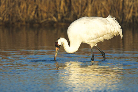 20211110 Whooping Crane web