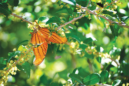 20160308 National Butterfly Center Ruddy Daggerwing Marianna Wright web