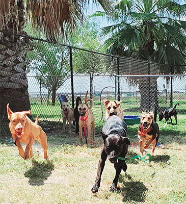 PVAS Yappy Hour web