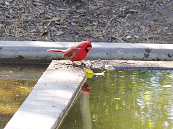 20250122 Bentsen Cardinal Picture1 PRINT