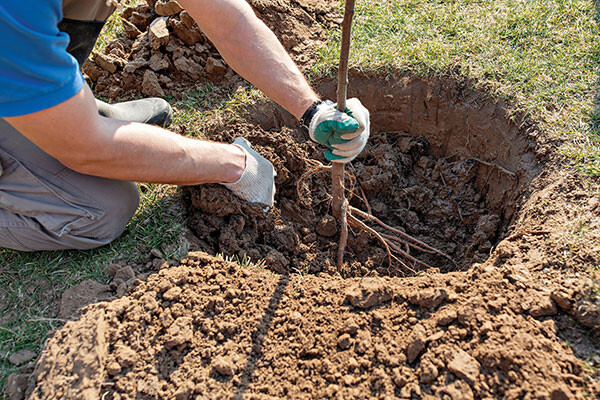 transplant tips to establish planting