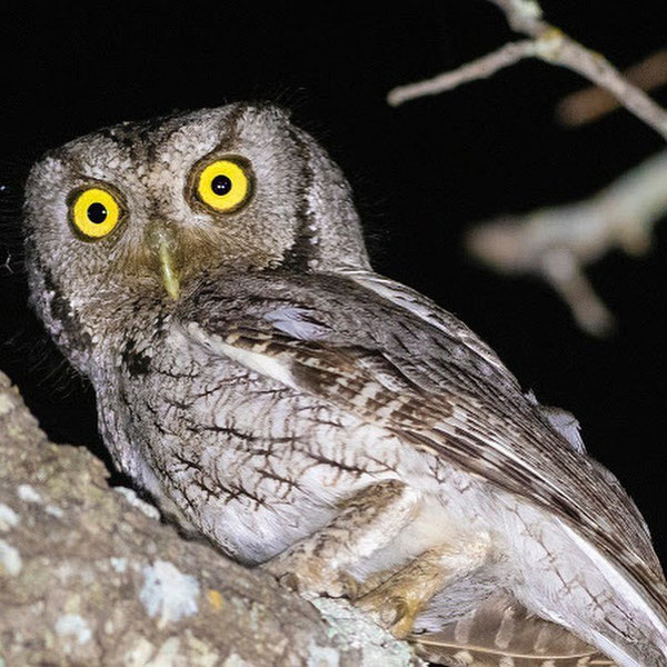 owl