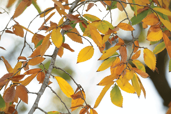 Fall Leaves web