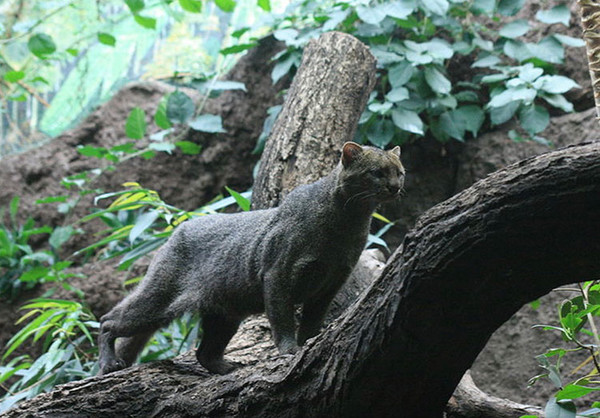 Jaguarundi WEB