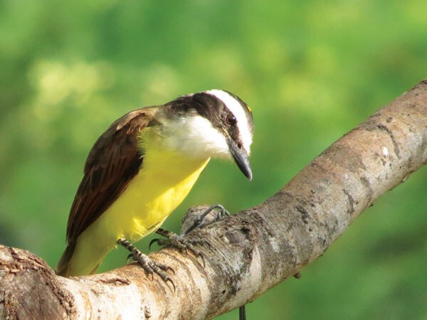 h Great Kiskadee mesquite John Brush 600x600