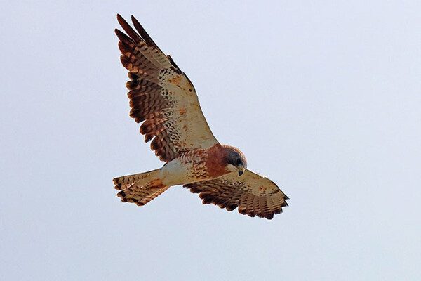 20220817 Hawk WATCH