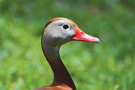 2019 RGVBF Black bellied Whistling Duck web