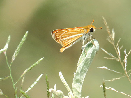 20200325 NATURE Southern Skipperling