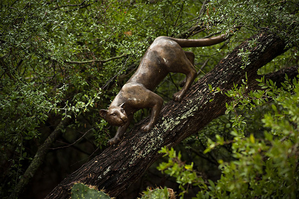 Jaguarundi 2 WEB