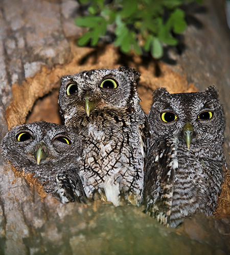 Eastern Screech Owl QM 6 16 18
