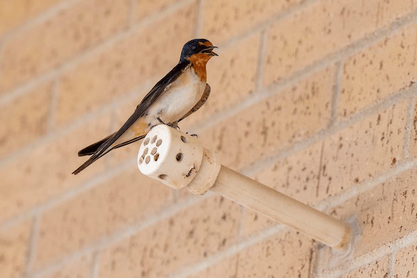 bird