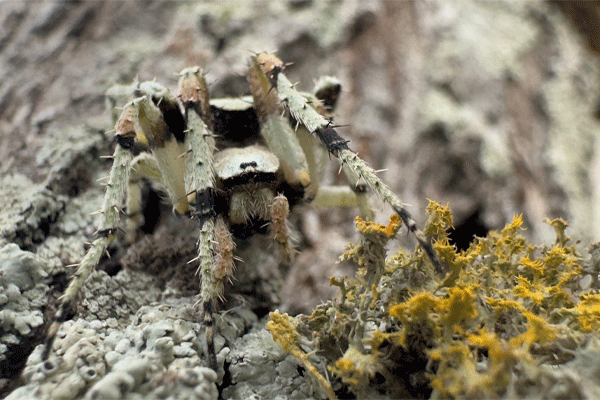 2 Spider