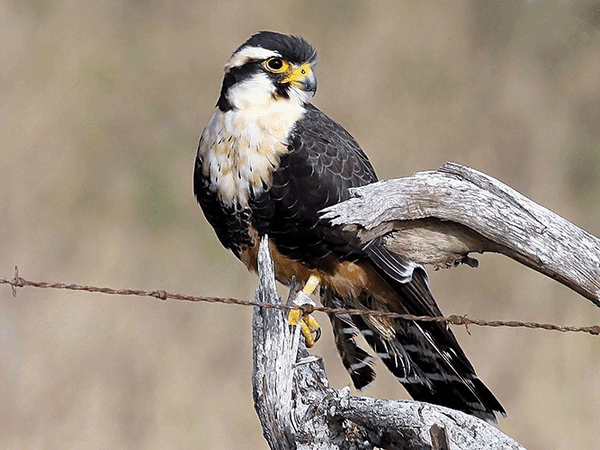 20241030 RGV Birding Festival Falcon Courtesy 0004 web