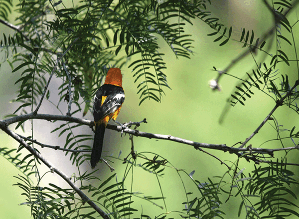 Christmas Count Hooded Oriole Photo by Anita Westervelt web