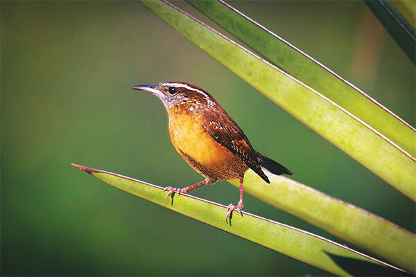 Why Count Carolina Wren QM 600px