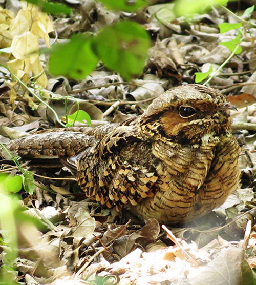 Common Pauraque