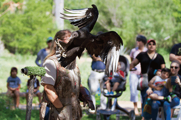 20241113 QUINTA vulture natures recycler web