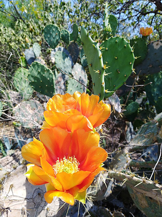 Prickly Pear orange