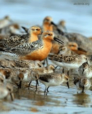 Red Knots and other shorebirds Photo by Michael J