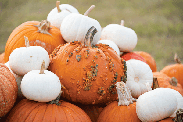 20211020 TAMU Pumpkins 1 web