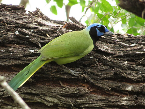 20200714 Green Jay by John Brush