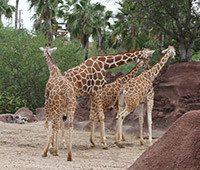 20141125 Gladys Porter Zoo KO IMG 6439