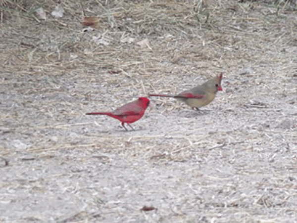 Bentsen State Park Cardinas Picture1 web