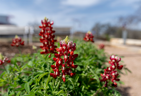 Bluebonnet 20210315 The Gardens LM 170
