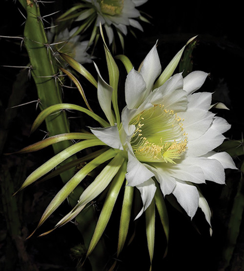 Moonlight Cactus Queen of the night QM 5 12 20