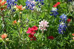 Wildflower Pic CS