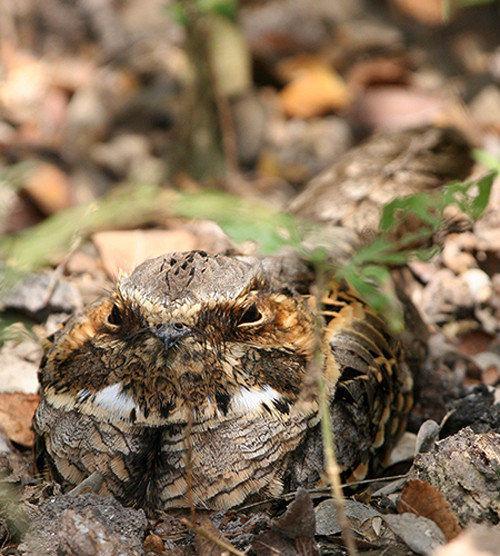 Common Pauraque on Thornforest Floor