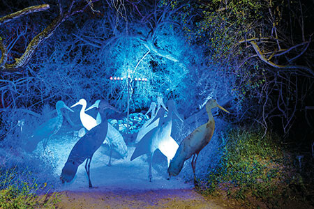 natural migrating storks