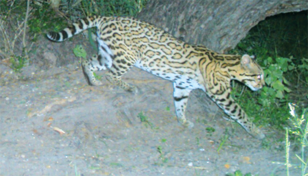 Ocelot4 600px