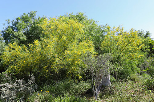 Retama 9