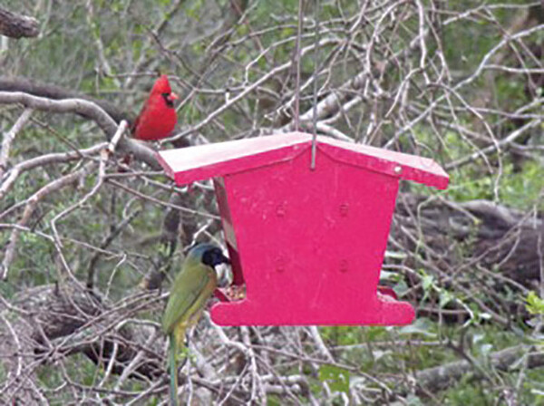20221123 Bentsen RGV State Park Feeding Time web