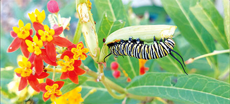 20211229 butterfly garden 269845149 4655938691186922 8404001179892675912 n