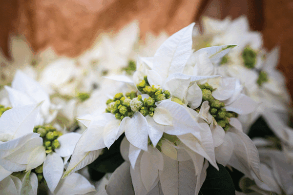 20211202 BCMS Poinsettia Sale RR 0044 web