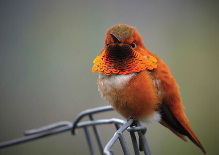Bird rufous 5111261 480