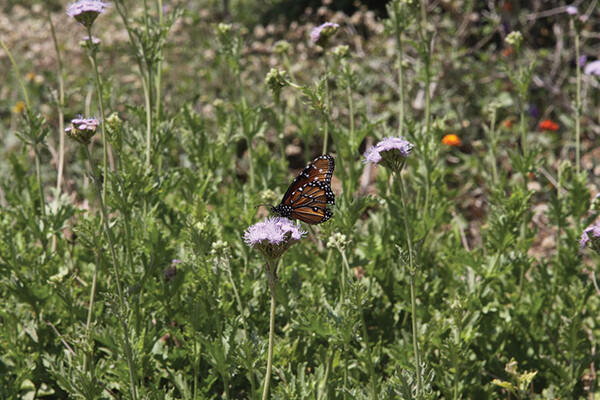 20221026 National Butterfly Center JMB 0156 web