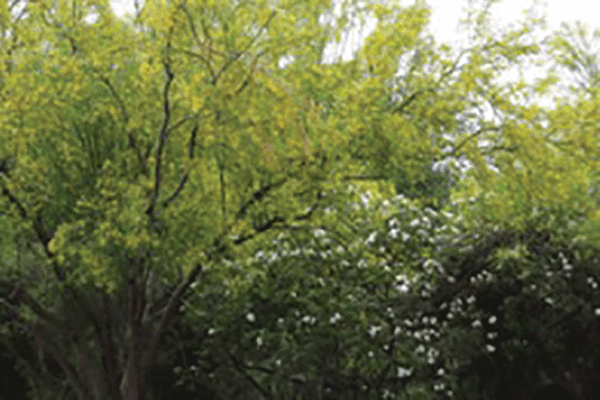 20230329 Bentsen ST Park Trees in Bloom Picture1 web