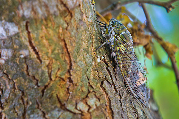 Cicada 2