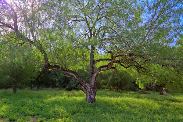 20200714 Honey Mesquite 2