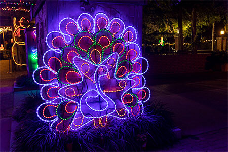 20211130 Gladys Porter Zoo Zoo Nights and Lights Peacock