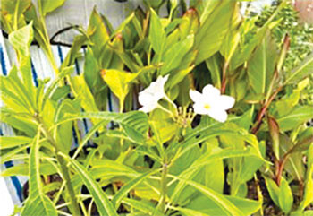 20211020 MasterGardenerPlantSale Courtesy web